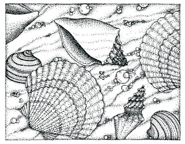 618x480 Sea Shell Coloring Page Seashell Coloring Pages Pictures Free