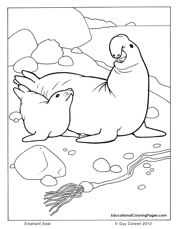 Ocean Animals Coloring Pages Sea And Seashore Book One Coloring 612x792 Ocean Animals Coloring Pages Sea And Seashore Book One Coloring