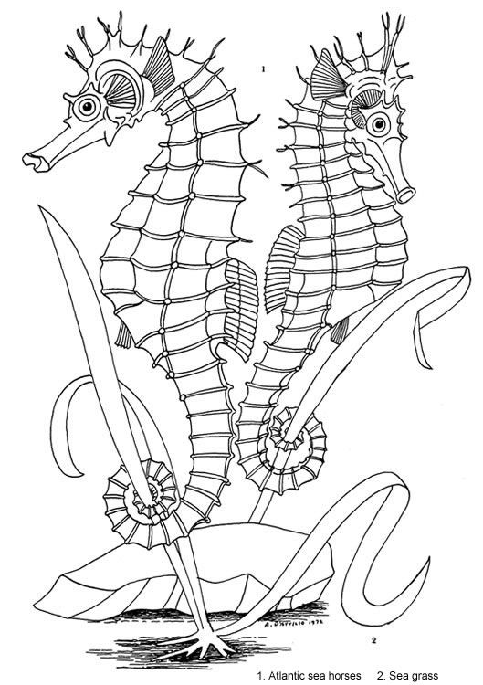Seashore Life Coloring Book Welcome To Dover Publications Coloring 529x750 Seashore Life Coloring Book Welcome To Dover Publications Coloring
