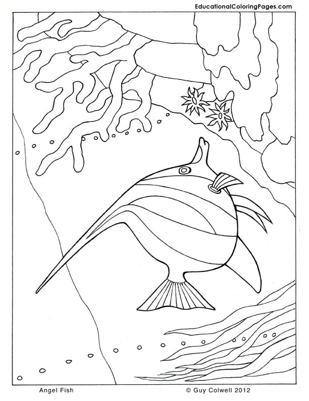 Sea And Seashore Book Two Animal Coloring Pages For Kids 612x792 Sea And Seashore Book Two Animal Coloring Pages For Kids