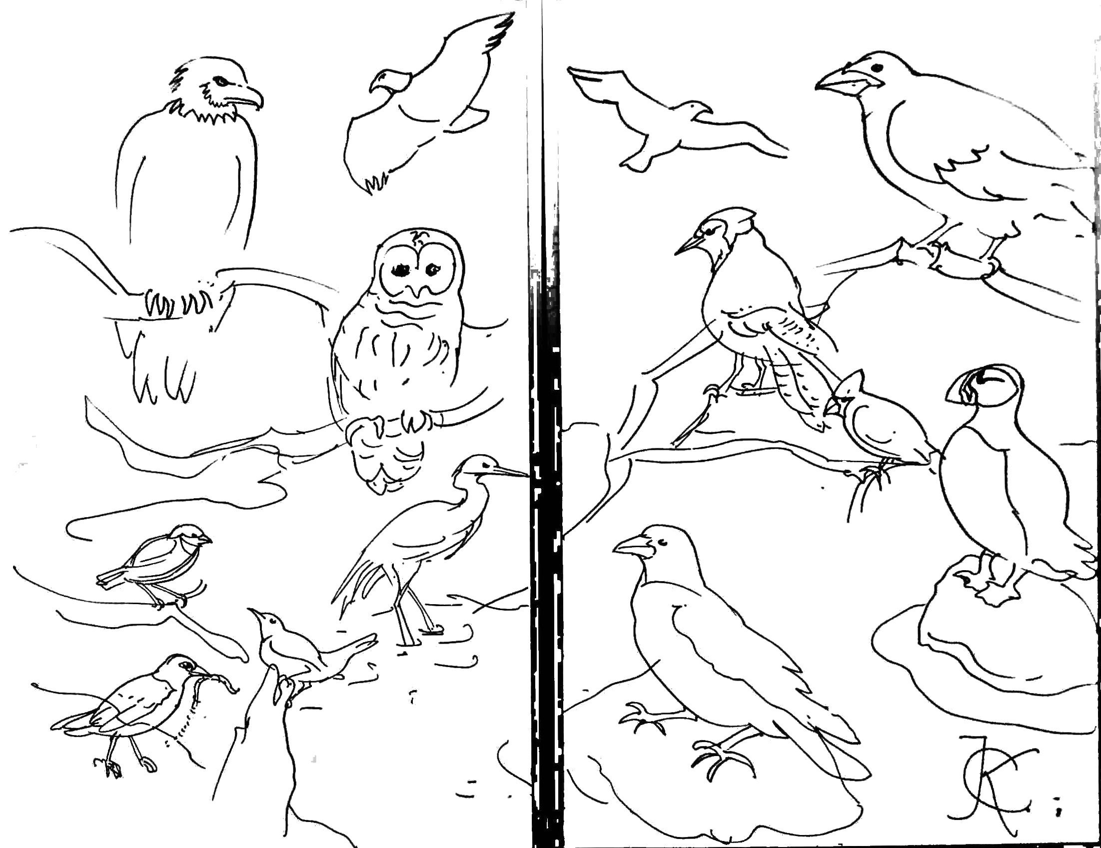 Seashore Coloring Pages 2203x1697 Seashore Coloring Pages