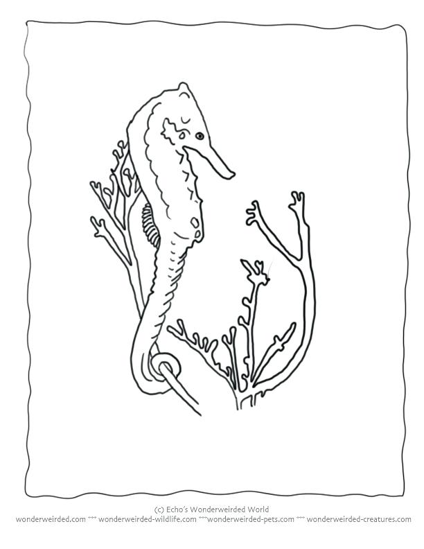 612x792 Water Lilies Coloring Pages Download And Print For Free Seaweed