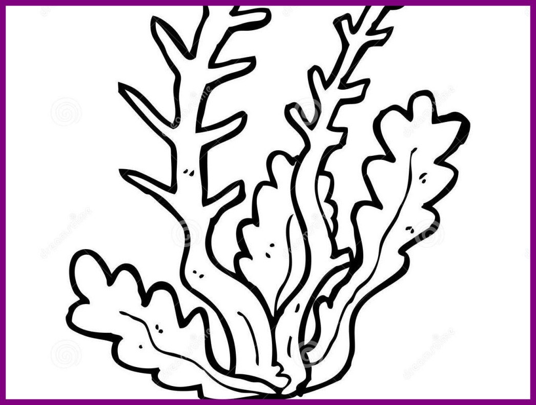 1046x790 Fascinating Seaweed Coloring Pages Learn Me For And Style Seaweed
