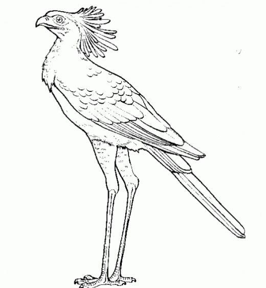 Secretary Bird (Amp Other Raptor) Coloring Page For The Kids 520x564 Secretary Bird (Amp Other Raptor) Coloring Page For The Kids