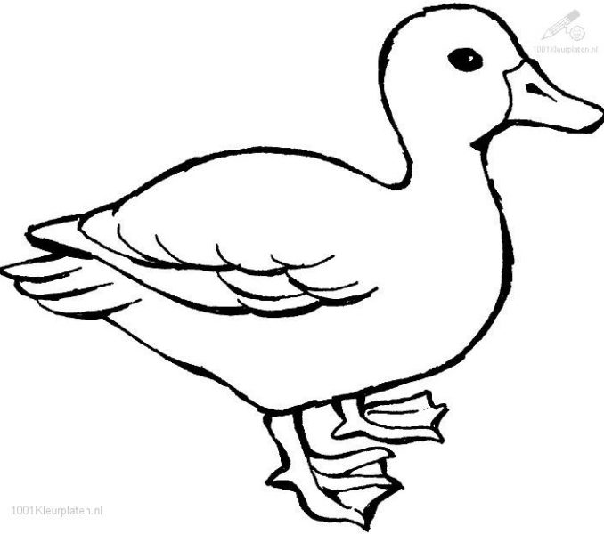 Duck Color Sheet Duck Coloring Page Coloring Page Duck Accidental 678x600 Duck Color Sheet Duck Coloring Page Coloring Page Duck Accidental