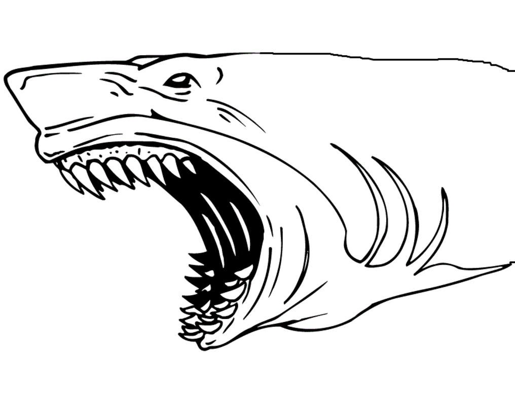Reef Shark Coloring Page Amp Coloring Book 1016x784 Reef Shark Coloring Page Amp Coloring Book
