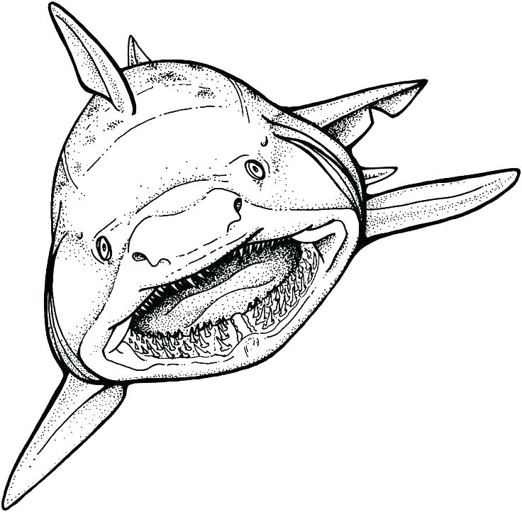 Tiger Shark Coloring Page 736x722 Tiger Shark Coloring Page