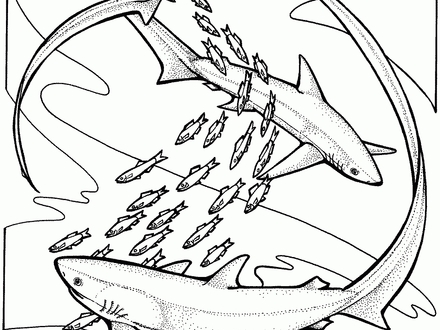 Shark Coloring Pages For Adults