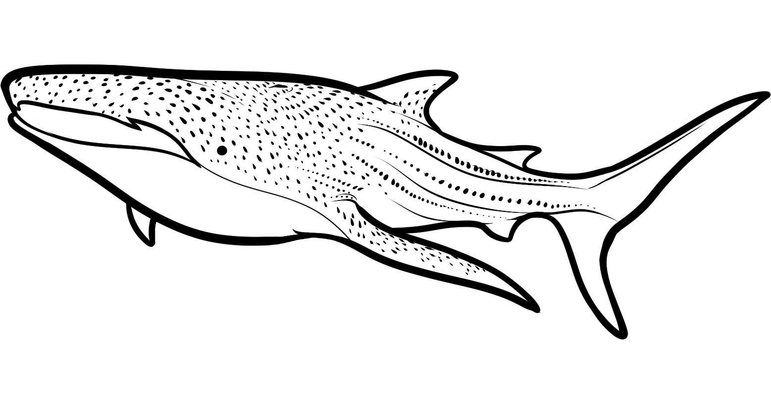 Alluring Coloring Pictures Of Sharks Colouring For Sweet Zebra 1557x798 Alluring Coloring Pictures Of Sharks Colouring For Sweet Zebra