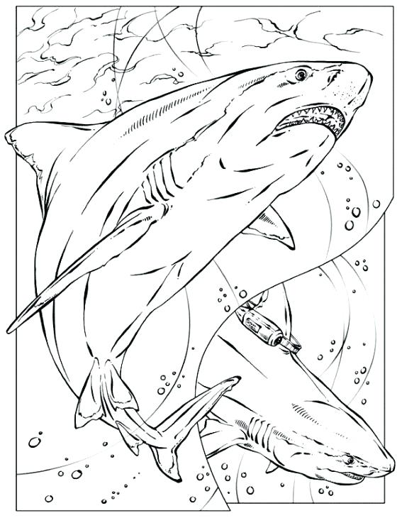 Shark Coloring Pages For Adults at GetColorings.com | Free printable