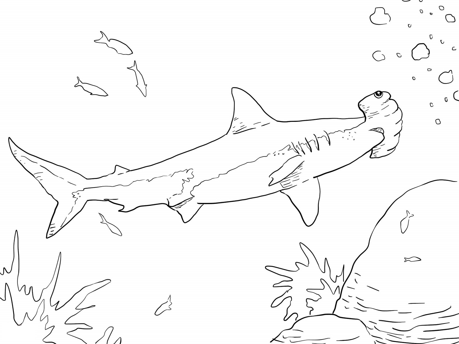 1600x1200 Hammerhead Shark Coloring Page