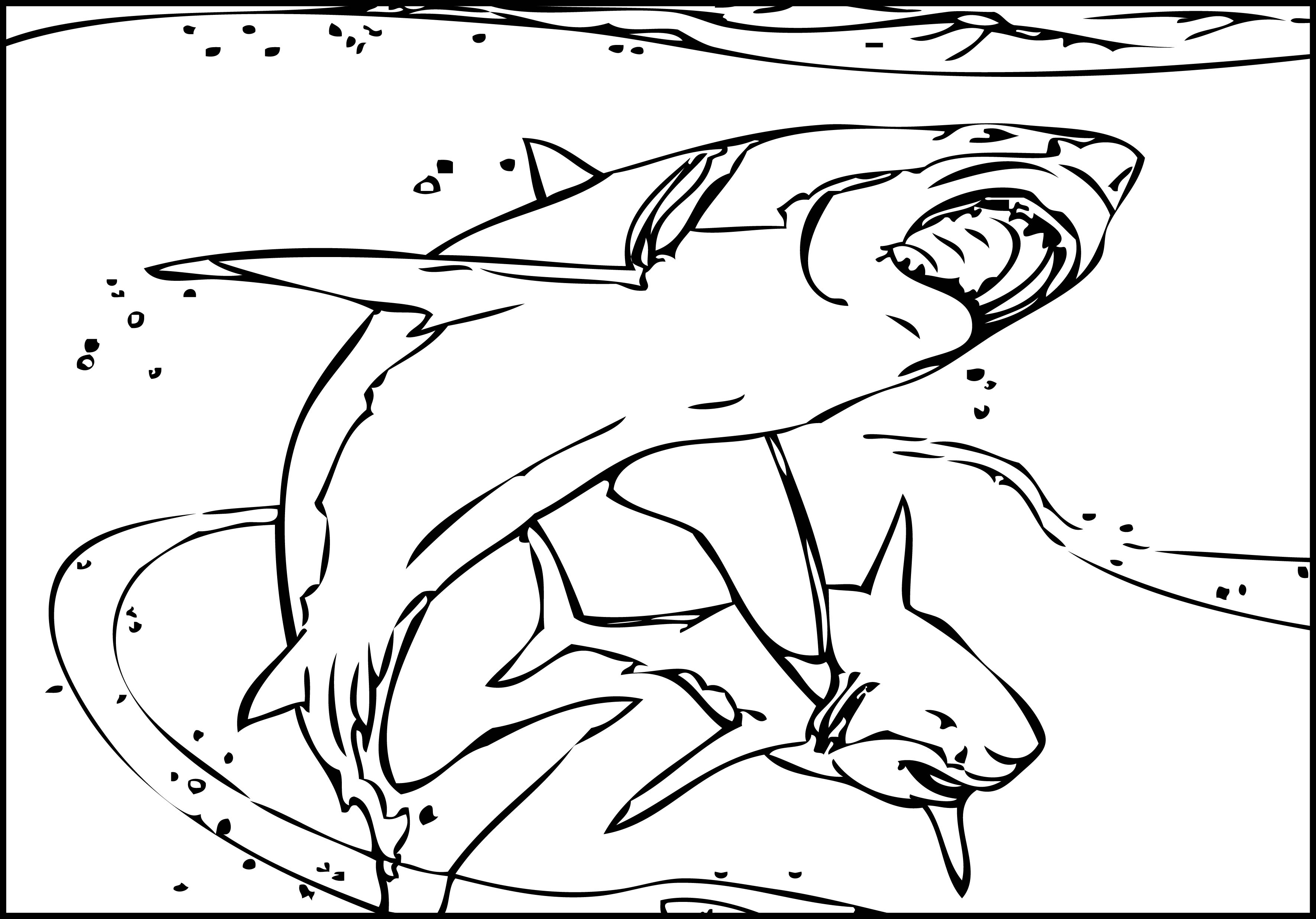 3542x2474 Shark Coloring Page Wecoloringpage