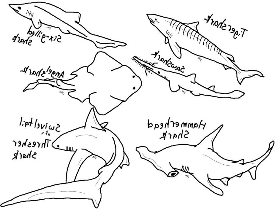 921x690 Shark Coloring Sheets Coloring Pages Kids