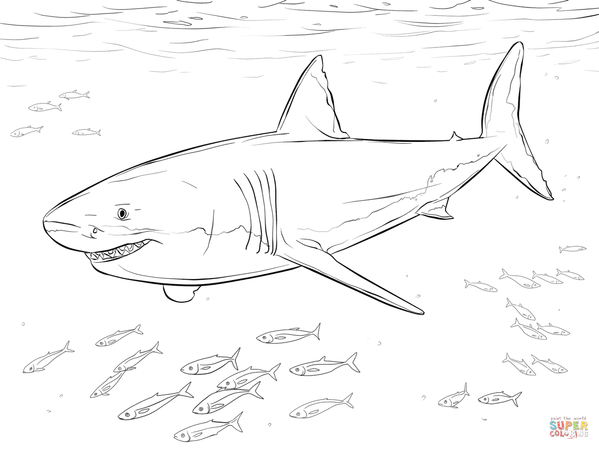 Whale Shark Coloring Page 9431 New Pages 1199x899 Whale Shark Coloring Page 9431 New Pages