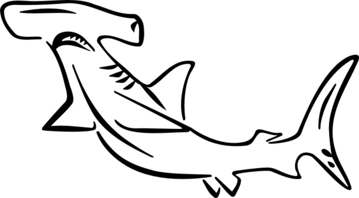 Hammerhead Shark Coloring Pages Printable Coloring Pages 719x398 Hammerhead Shark Coloring Pages Printable Coloring Pages