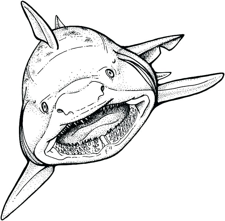 Shark Coloring Pages Great White Shark Coloring Pages Free 736x722 Shark Coloring Pages Great White Shark Coloring Pages Free