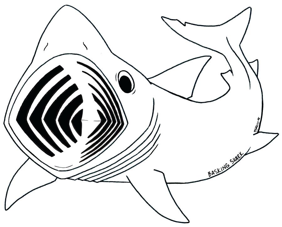Shark Picture To Color Whale Shark Line Drawing Pencil And 900x724 Shark Picture To Color Whale Shark Line Drawing Pencil And