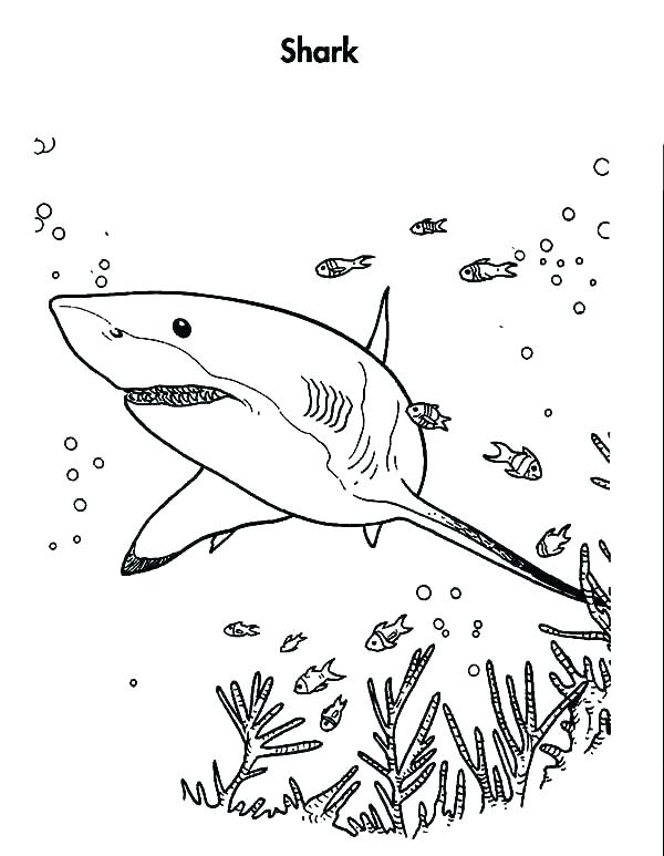 600x773 Shark Printable Coloring Pages Shippa.co