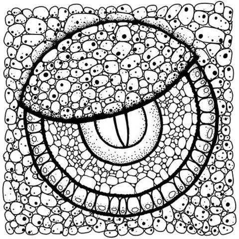 480x480 Sharpie Coloring Pages