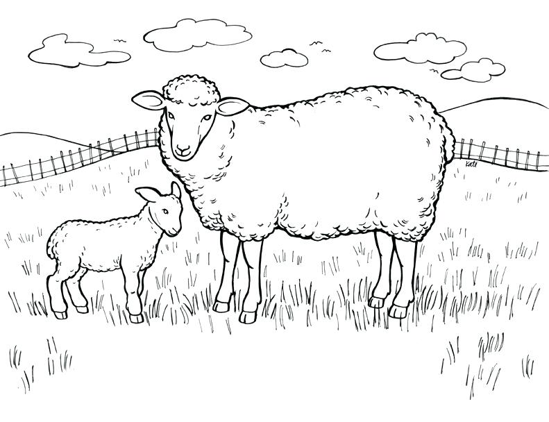 791x608 Sheep Color Page Pictures Of Sheep Coloring Pages Shaun The Sheep