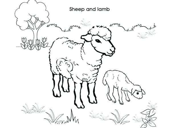 600x450 Coloring Page Sheep Coloring Pages Sheep Lamb Picture