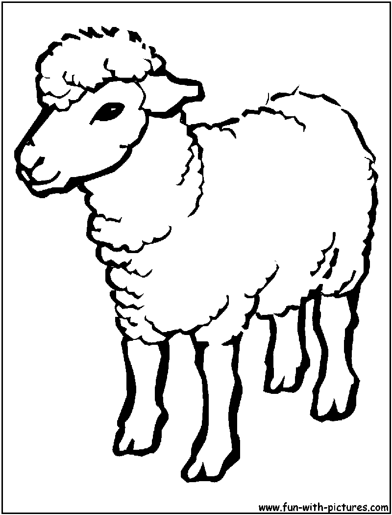800x1050 Cool Sheep Coloring Pages