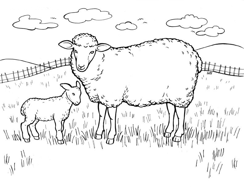 791x608 Interesting Design Ideas Sheep Coloring Pages Preschool Bighorn