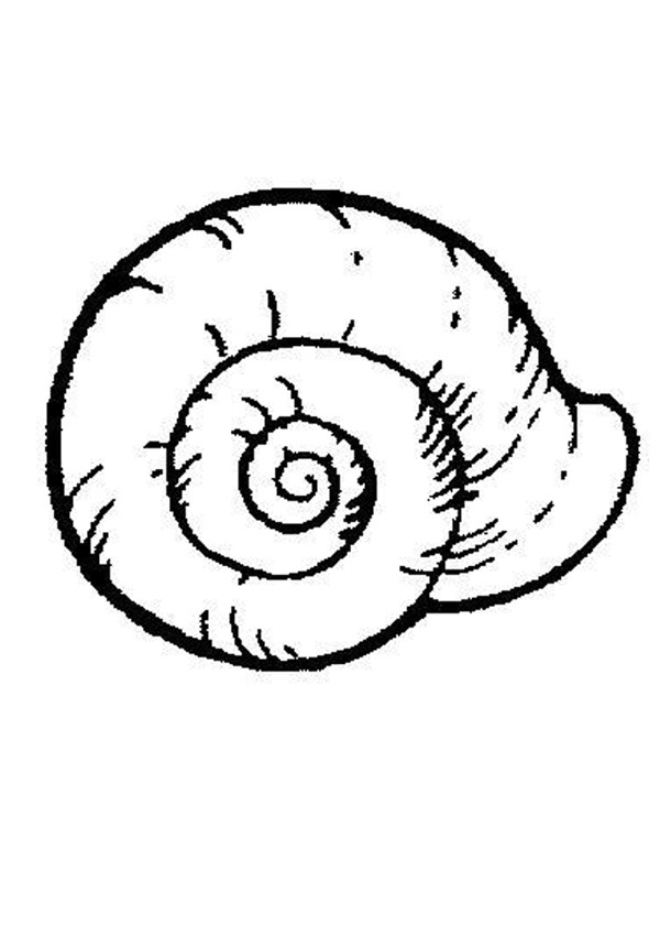 Shell Coloring Pages 600x849 Shell Coloring Pages