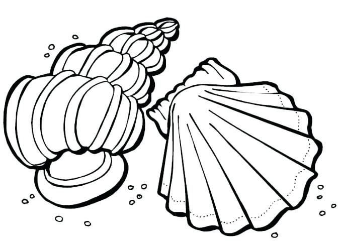 Sea Shell Coloring Page Seashell Coloring Pages Printable Seashell 678x500 Sea Shell Coloring Page Seashell Coloring Pages Printable Seashell