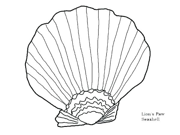 Seashell Coloring Pages Sea Shells Coloring Pages Seashell 600x450 Seashell Coloring Pages Sea Shells Coloring Pages Seashell