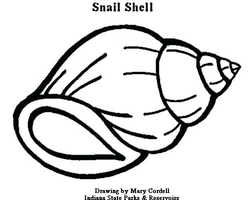 Shell Coloring Pages Breadcrumbs Shell Coloring Pages Printable 500x400 Shell Coloring Pages Breadcrumbs Shell Coloring Pages Printable