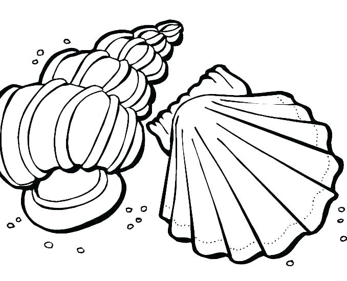 Shell Coloring Pages Sea Shells Coloring Pages Sea Shells Coloring 678x550 Shell Coloring Pages Sea Shells Coloring Pages Sea Shells Coloring