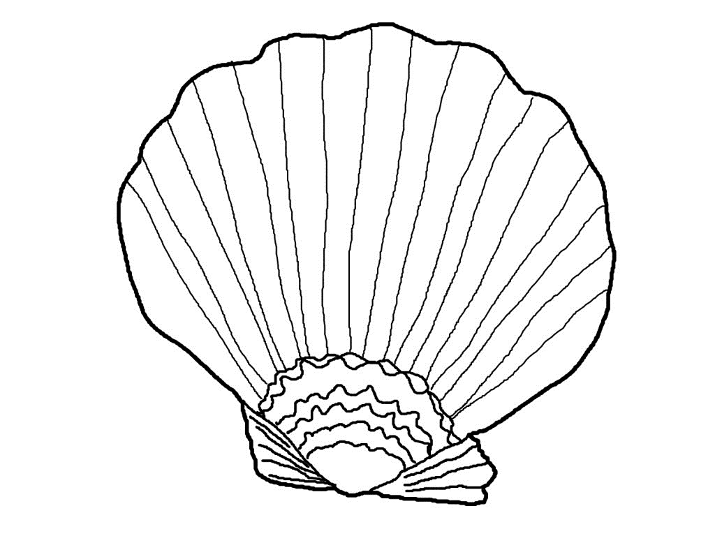 Free Printable Seashell Coloring Pages For Kids Seashell Coloring 1024x768 Free Printable Seashell Coloring Pages For Kids Seashell Coloring
