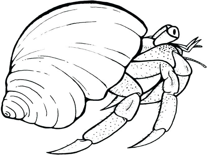 Hermit Crab Coloring Page Coloring Page Hermit Crab Coloring Page 667x500 Hermit Crab Coloring Page Coloring Page Hermit Crab Coloring Page
