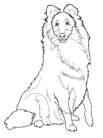 360x480 Sheltie Shetland Sheepdog Coloring Page Sheltir