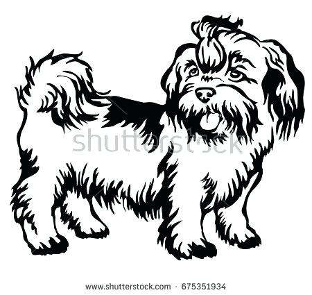 Shih Tzu Colouring Pages 2681809 450x425 Shih Tzu Colouring Pages 2681809