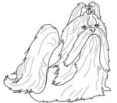 Dogs Shih Tzu Colouring Pages 236x209 Dogs Shih Tzu Colouring Pages