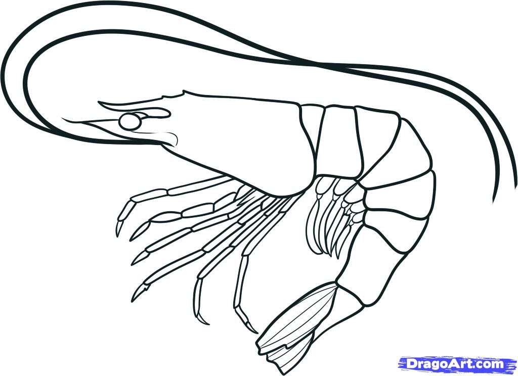 1024x744 How To Draw A Shrimp, Step By Step, Sea Animals, Animals, Free