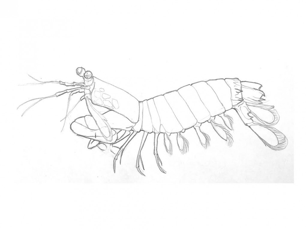 1020x765 The Mighty Peacock Mantis Shrimp Colouring Page! Imagined