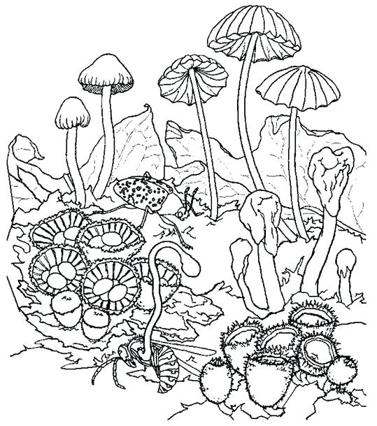 539x609 Trippy Mushroom Coloring Pages Psychedelic Mushroom Coloring Page
