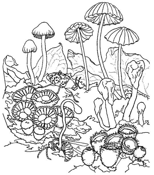 Mushrooms Mushroom Coloring Pages Coloring Pages 3 539x609 Mushrooms Mushroom Coloring Pages Coloring Pages 3