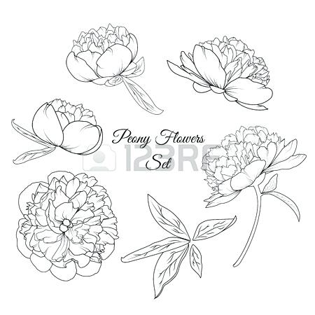 450x450 Printable Coloring Pages For Adults Flowers Printable Coloring