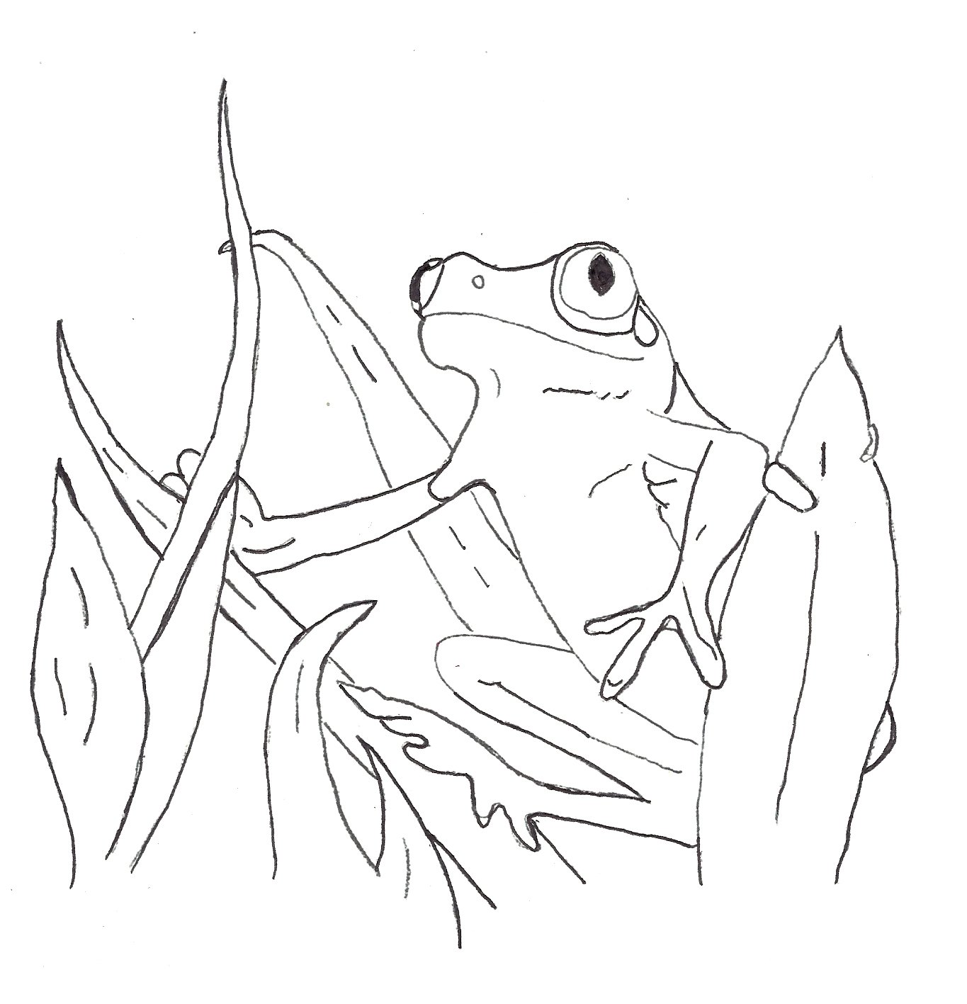 1365x1417 Tree Frog Coloring Page Red Eyed Pages Red