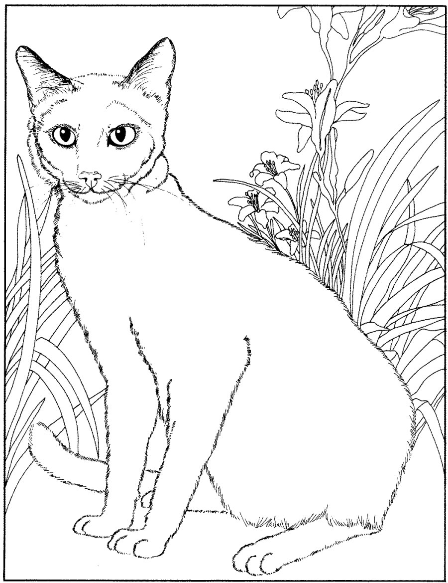 900x1169 Siamese Cat