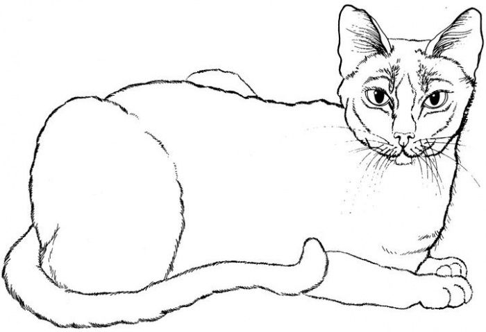 700x479 Cat Color Pages Printable Cat 11 Coloring Page Super Coloring