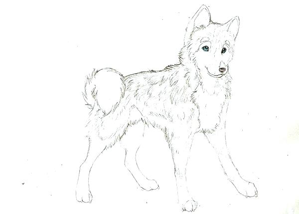 Siberian Husky Coloring Page Free Printable Pages Animals Book 600x429 Siberian Husky Coloring Page Free Printable Pages Animals Book