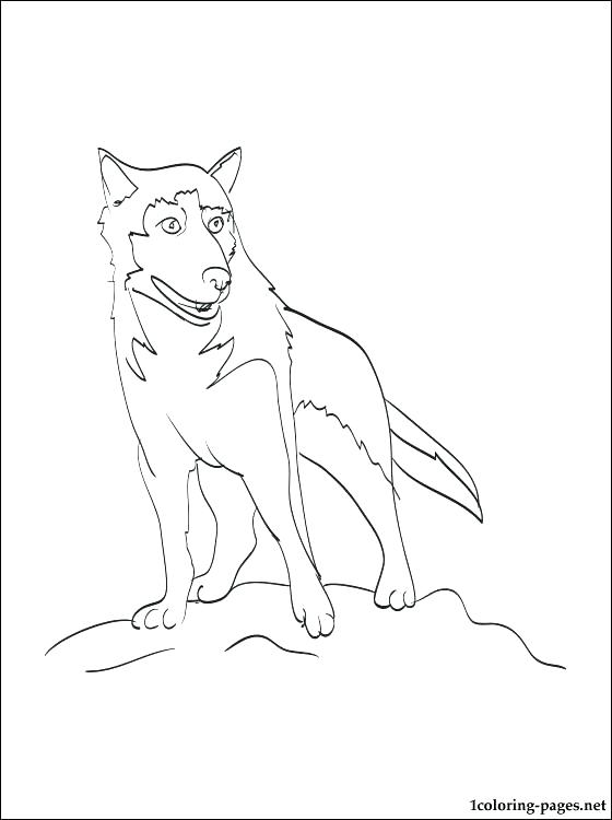 Siberian Husky Coloring Pages Husky Coloring Pictures Husky 560x750 Siberian Husky Coloring Pages Husky Coloring Pictures Husky