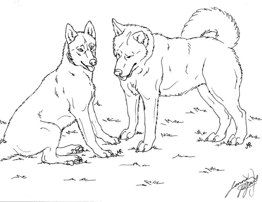 Husky Coloring Pages 854x658 Husky Coloring Pages