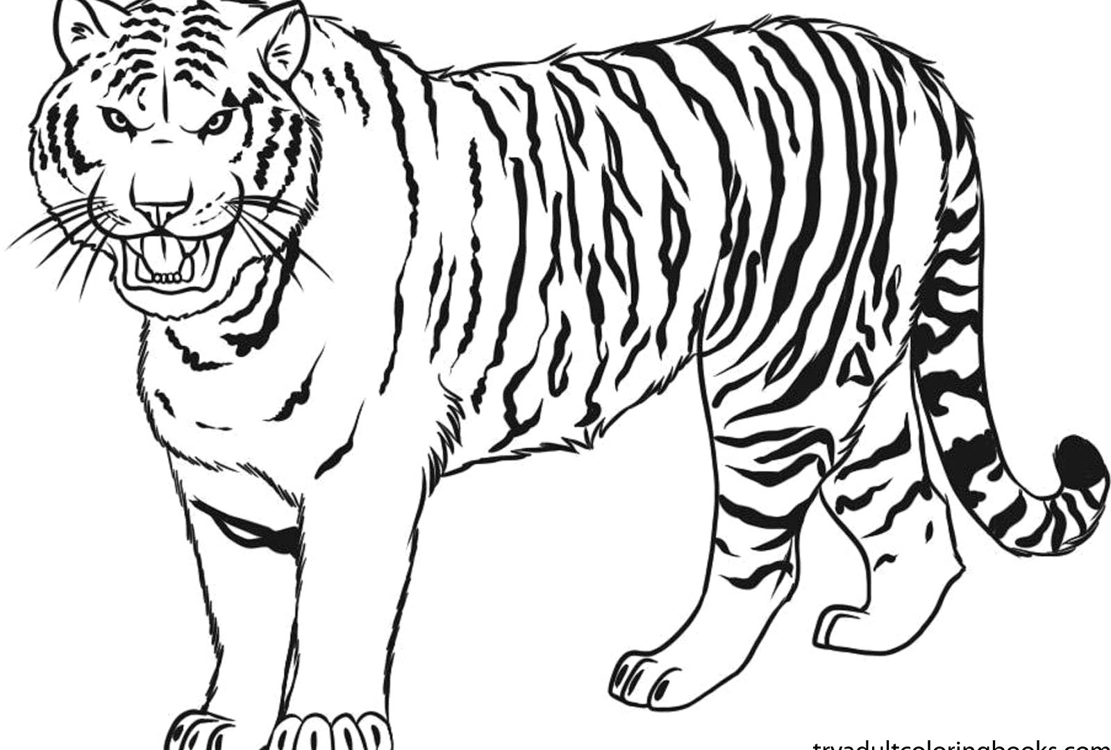1600x1080 Great Tigers Coloring Pages Free Roger From Open Season 2 Coloring