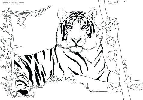 Siberian Tiger Coloring Page at GetColorings.com | Free printable ...